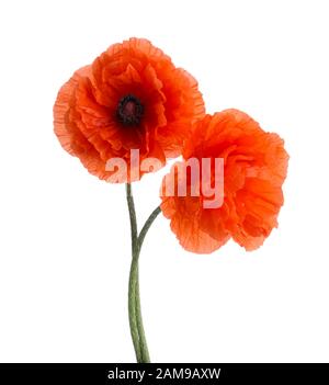 Zwei rote Mohnblumen isoliert auf weißem Hintergrund. Stockfoto