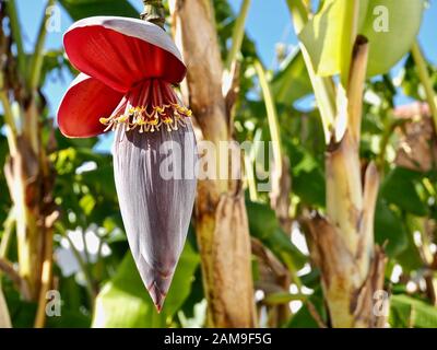 Schöner blühender Bananenbaum mit Bananen und einer großen roten Blüte Stockfoto