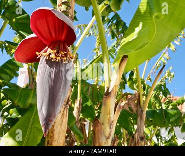 Schöner blühender Bananenbaum mit Bananen und einer großen roten Blüte Stockfoto