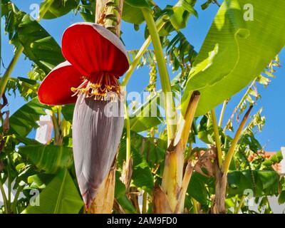 Schöner blühender Bananenbaum mit Bananen und einer großen roten Blüte Stockfoto