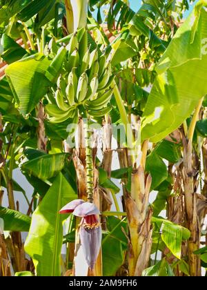 Schöner blühender Bananenbaum mit Bananen und einer großen roten Blüte Stockfoto