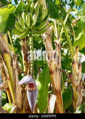 Schöner blühender Bananenbaum mit Bananen und einer großen roten Blüte Stockfoto