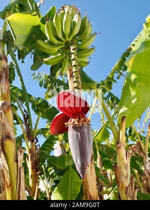 Schöner blühender Bananenbaum mit Bananen und einer großen roten Blüte Stockfoto