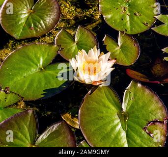 Seerose Stockfoto