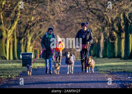 Northampton, Großbritannien. Januar 2020, EIN sonniger Morgen im Abington Park für Menschen, die ihre Hunde gehen, zwei Freunde, die ihre vier Haustiere an der Avenue of Trees in Richtung Park Ave South gehen. Kredit: Keith J Smith/Alamy Live News. Stockfoto