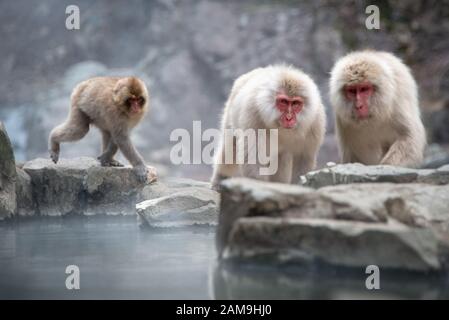 Japanische Affenfamilie Macaque, die im heißen Frühling im Schneeraffenpark Jigokudani (Means hell Valley) in Nagano Japan spielt Stockfoto