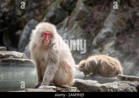 Die japanische Mutter Macaque Affe und ihr Baby, das durch die heiße Quelle im Jigokudani (bedeutet Höllental) Schneemaffenpark in Nagano Japan spielt Stockfoto