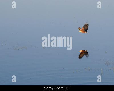 Aeiral Blick auf den Afrikanischen Fischadler, Haliaetus vocifer, im Flug, von einer Heißluftballonfahrt aus gesehen, Bushman Plains, Okavanago Delta, Botswana Stockfoto