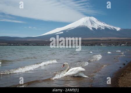 Weiße Schwäne schwimmen auf dem Lake Yamanaka mit dem Berg Fuji im Hintergrund Stockfoto