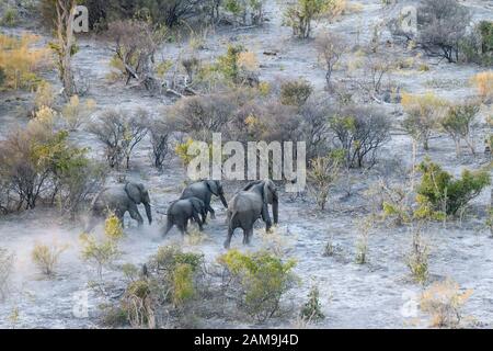 Luftaufnahme von African Elephant, Loxodonta africana, von einer Heißluftballonfahrt aus gesehen, Bushman Plains, Okavanago Delta, Botswana Stockfoto