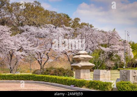 31. März 2019: Gyeongju, Südkorea - Kirschblüte und Steinblöcke auf dem Gelände des Nationalmuseums Gyeongju. Stockfoto