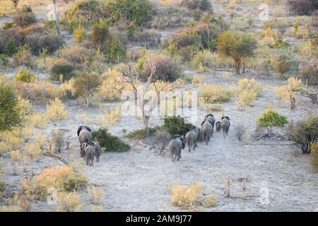 Luftaufnahme von African Elephant, Loxodonta africana, von einer Heißluftballonfahrt aus gesehen, Bushman Plains, Okavanago Delta, Botswana Stockfoto