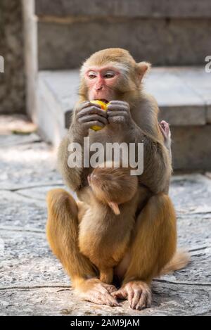 Porträt eines Rhesus-Makak-Affen, der ihr Häutchen in Guilin, Provinz Guangxi, China hält Stockfoto