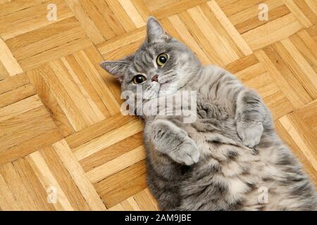 Eine britische Katze liegt auf dem Boden auf dem Rücken und sieht zufrieden aus. Stockfoto