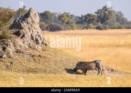 Gemeinsamer Warthog, Phacochoerus africanus, kniend unten zu essen, Bushman Plains, Okavanago Delta, Botswana Stockfoto