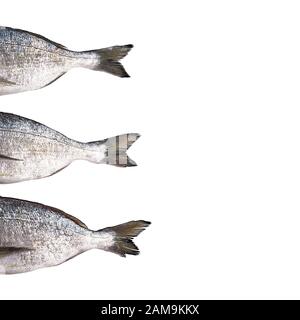 Roher Schwanz von dorado-fischen isoliert auf weißem Hintergrund. BREAM mit vergoldetem Kopf Stockfoto