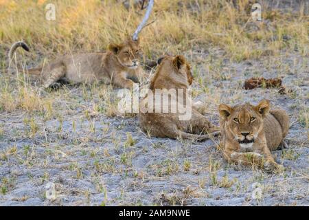 Junge Löwenkuppen (ca. 6 Monate alt), Panthera leo, Khwai Private Reserve, Okavango Delta, Botswana Stockfoto