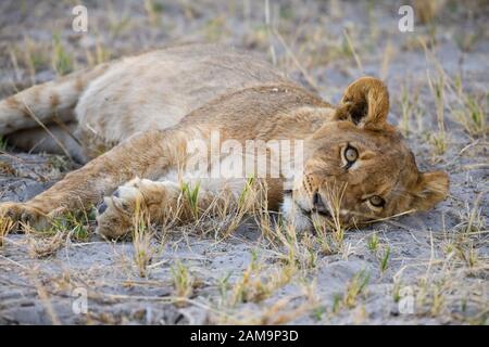 Young Lion Cub (ca. 6 Monate alt), Panthera leo, Khwai Private Reserve, Okavango Delta, Botswana Stockfoto