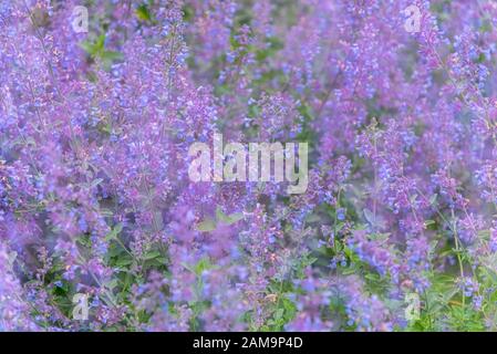 Nepeta Cataria, Katnip, Katswort, Katwort, Katminze, Blume, Pflanze Stockfoto