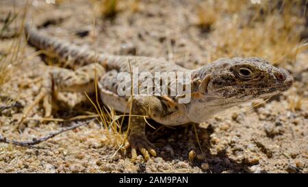 Mojave fringe-toed Eidechse in der Mojave-wüste, USA Stockfoto