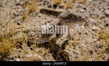 Mojave fringe-toed Eidechse in der Mojave-wüste, USA Stockfoto