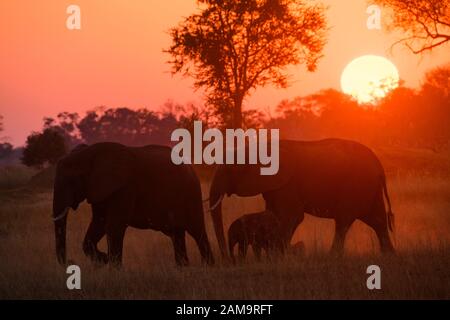 Afrikanischer Elefant, Loxodonta africana, Mutter und Kalb bei Sonnenuntergang, Khwai Private Reserve, Okavango Delta, Botswana Stockfoto