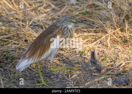 Squacco Heron, Ardeola Ralloides, Khwai Private Reserve, Okavango Delta, Botswana Stockfoto