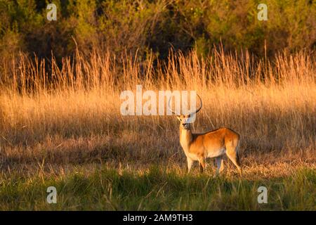 Red Lechswe Male, Kobus leche, Khwai Private Reserve, Okavango Delta, Botswana. Auch bekannt als Südliches Lechswe Stockfoto