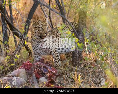 Leopard, Panthera pardus, at a Kill, Khwai Private Reserve, Okavango Delta, Botswana Stockfoto