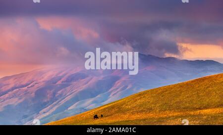 Blick auf den Sonnenuntergang von Sturmwolken, die die Spitze des Mission Peak abdecken; auf einer Weide im Vordergrund sichtbares Rind; San Jose, South San Francisco Bay Area Stockfoto