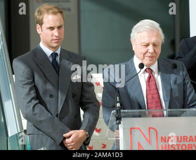 HRH Prince William eröffnet 2009 offiziell das 78 Millionen Pfund schwere Darwin Center im Natural History Museum, London. Stockfoto