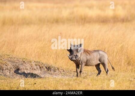 Gemeine Warthog, Phacochoerus africanus, Bushman Plains, Okavanago Delta, Botswana Stockfoto