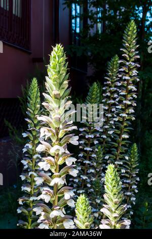 Lange Blüte des Acanthus hungaricus, im Frühjahr im botanischen Garten in Porto, Portugal gewachsen. Stockfoto