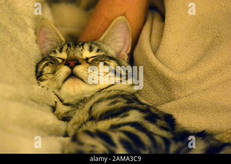 Meine süßen Bengalkatzen Stockfoto