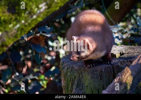 European Pine Marten (Marten Marten) on a Tree Trunk Stockfoto