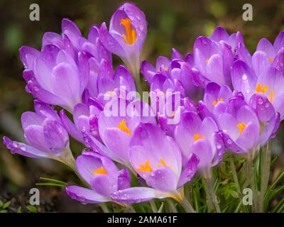 Ein Cluster Aus Croci Stockfoto