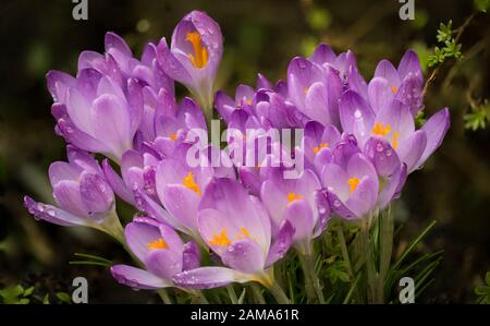 Ein Cluster Aus Croci Stockfoto