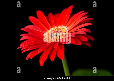 Rote Gerbera Blume auf einem schwarzen Hintergrund Stockfoto
