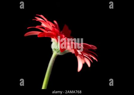 Rote Gerbera Blume auf einem schwarzen Hintergrund Stockfoto