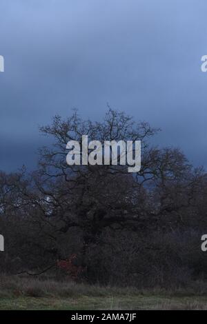 Die Bäume wurden vor einem grauen, wolkigen Himmel silhouettiert Stockfoto