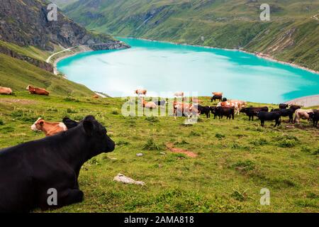 Herde von Kühen auf Alm in der Nähe des Reservoirs Lac de Moiry. Grimentz, Anniviers, Wallis, Schweiz, Europa Stockfoto