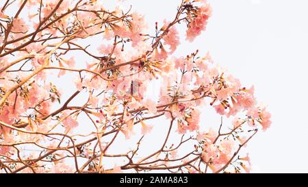 Der schöne rosafarbene Blumenlook mag Sakura Flower oder Cherry Blossom Mit Wunderschönem Naturhintergrund. Frühlingsblume blüht. Das romantische Pink F. Stockfoto
