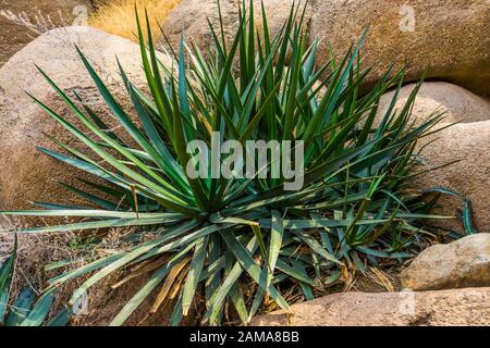 Agave sisalana Plant in closeup, bekannt als sisal in mexiko, Beliebte tropische Pflanzenspezialität Stockfoto