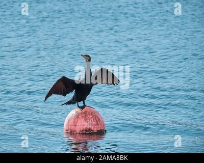 Kormoran über Boje. Hafen von Fuengirola, Málaga, Spanien. Stockfoto