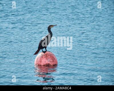 Kormoran über Boje. Hafen von Fuengirola, Málaga, Spanien. Stockfoto