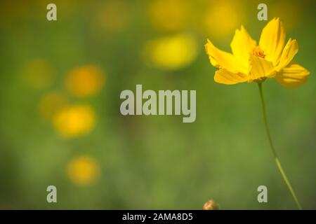 Landschaft mit Cosmos, Herbst. Gelbe Blume blühen im Feld, Vintage warmer Ton. freie und freudige Konzept Idee Hintergrund Stockfoto