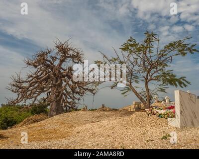 Joal-Fadiout, Senegal - Januar, 26, 2019: hugee Baobab Baum auf dem Friedhof. Joal-Fadiouth Stadt und Kommune in der Region Thiès am Ende der Pet Stockfoto