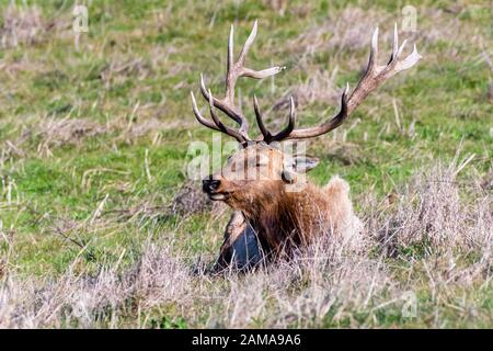 Nahaufnahme der männlichen Tule Elk (Cervus canadensis nannodes), die auf einer Wiese in Point Reyes National Seashore, Pacific Ocean Shoreline, Kalifornien, Tule Stockfoto