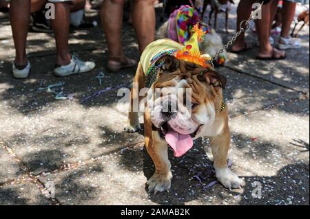 Südamerika, Brasilien - 23. Februar 2019: Kostümierte Hunde werden während der Karnevalsparty "Blocao Dog" in Tijuca in der Nordzone von Rio de Janeiro gesehen. Stockfoto