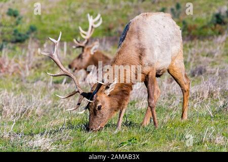 Nahaufnahme der männlichen Tule Elk (Cervus canadensis nannodes), die auf den Grasländern der Point Reyes National Seashore, Pacific Ocean Shoreline, Kalifornien, grasen Stockfoto